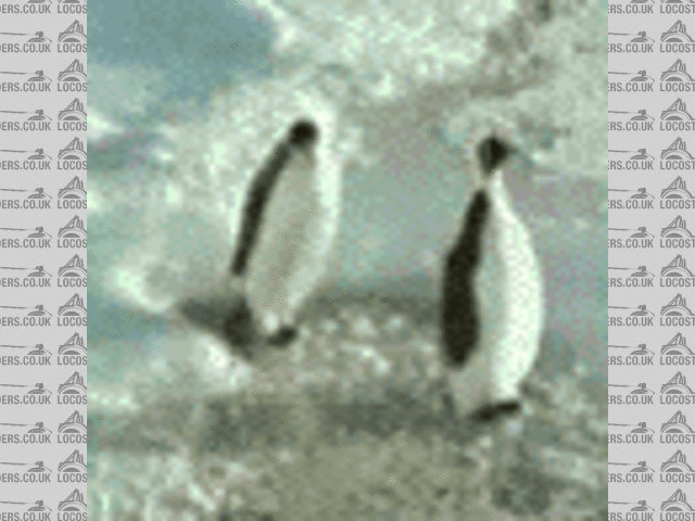 pinguin