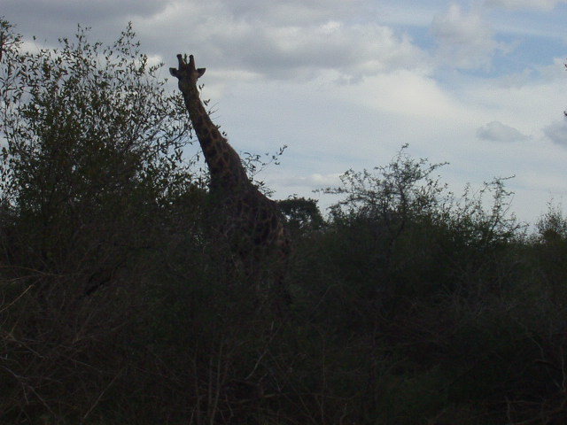 Horse with Long Neck