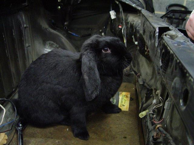 Sophie the rabbit helping me