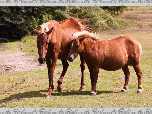 French Horses