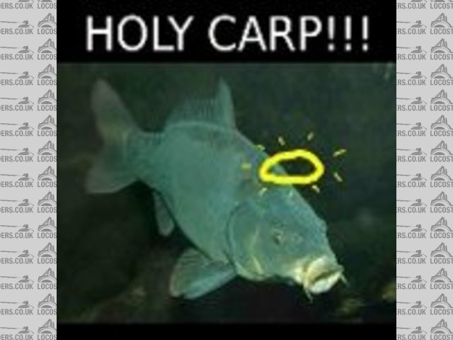 Holy Carp!!!