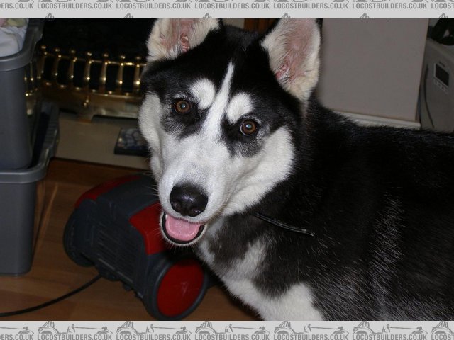 Missing Husky - Rotheram