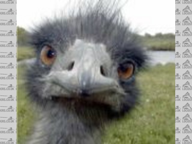 Ostrich