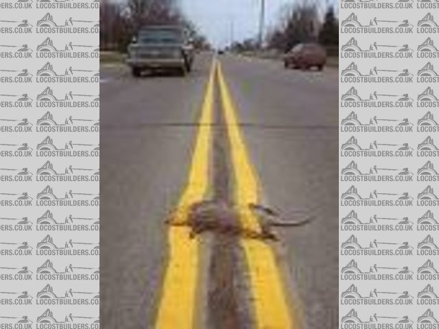 Roadkill