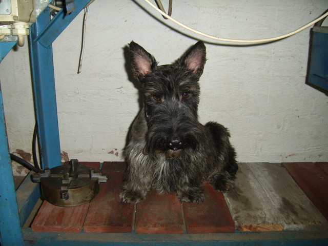 Scottie Dog