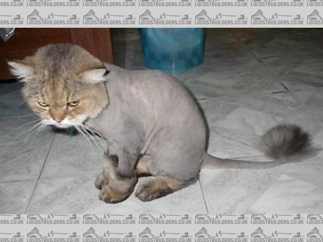 Rescued attachment lioncut1.jpg