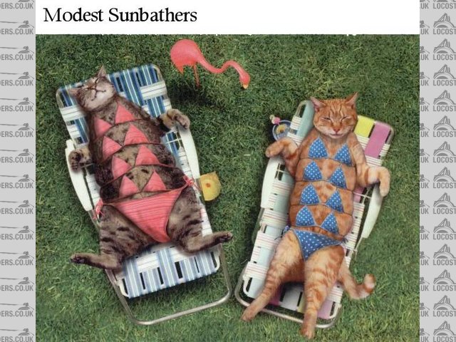 Rescued attachment Photo7Sunbathers.jpg