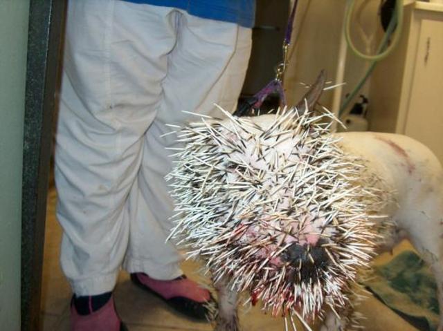 Rescued attachment pitbullporcupine1.jpg