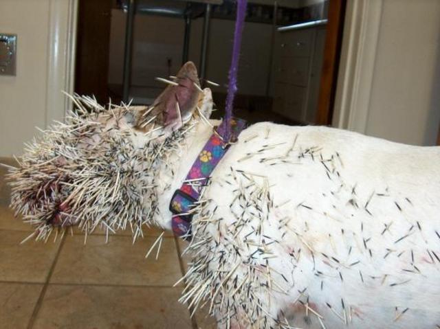 Rescued attachment pitbullporcupine2.jpg