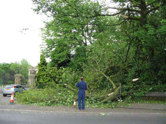 Rescued attachment tree.jpg