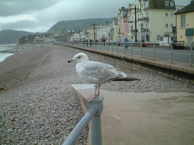 Rescued attachment Sidmouth160503.JPG