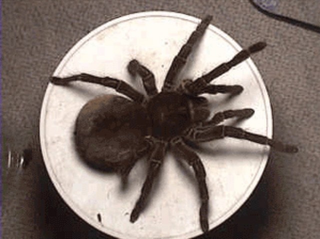 Rescued attachment Spiderplate.jpg