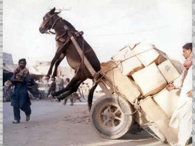 Rescued attachment donkey.jpg