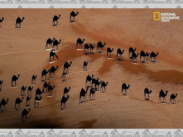 camels in desert