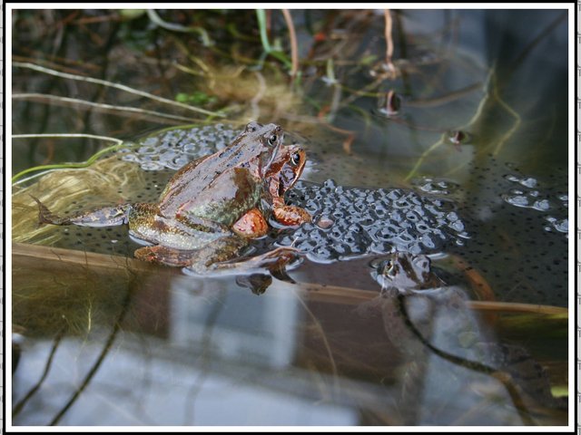 Frogs doing naughty things