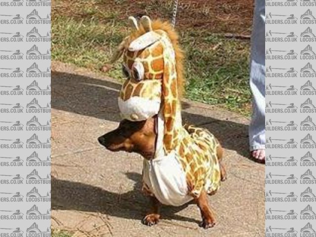 giraffe