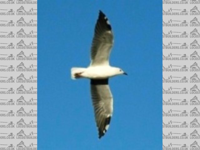 gull avatar