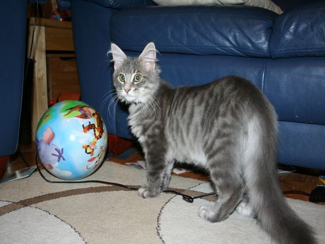 Maine Coon likes football