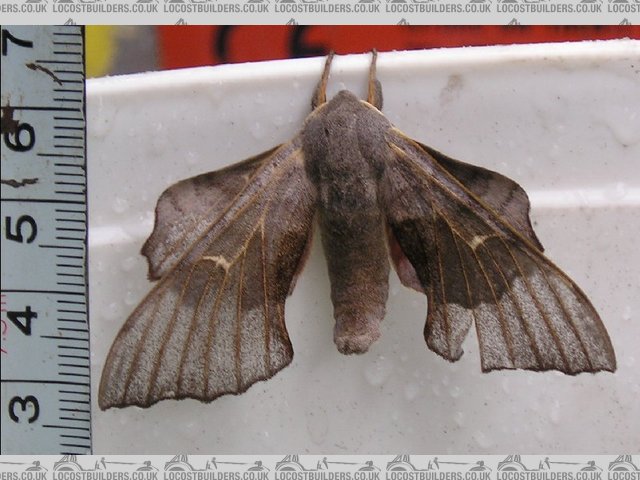 moth1