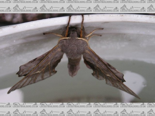 moth2