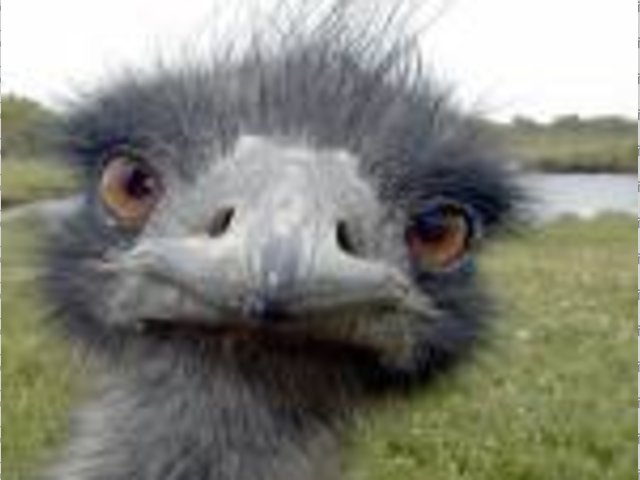 Ostrich