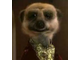 Aleksandr-Orlov---meerkat-001.jpg