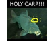 Holy_Carp.jpg