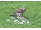 Sparrowhawk.JPG