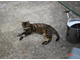 a979661-cat2.JPG