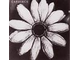 cardiacs_flower100.jpg