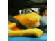 flat_eric.gif