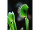 venus_fly_trap.jpg