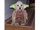 yoda_dog.jpg